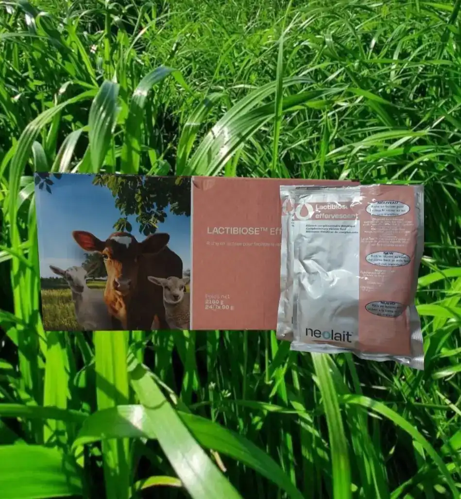 Lactibiose® Effervescent